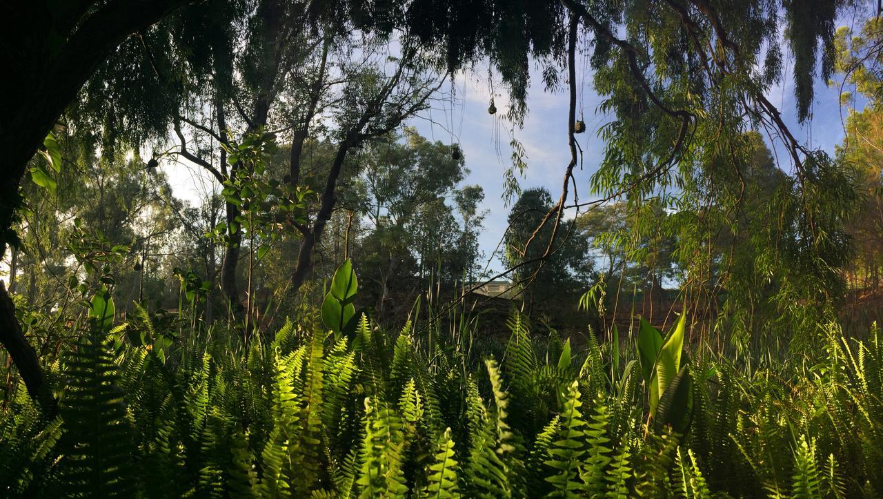 كروغيرسدورب Rain Forest Boutique Camp المظهر الخارجي الصورة