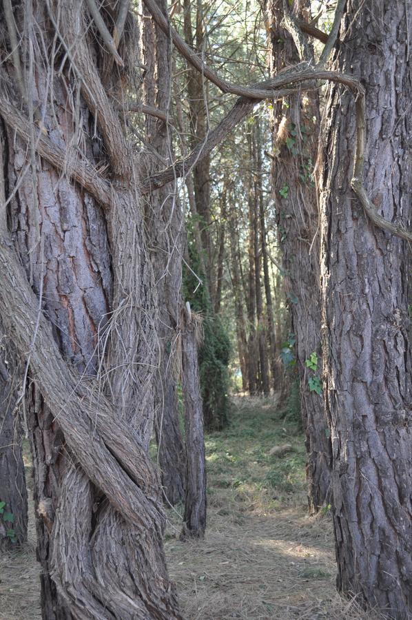كروغيرسدورب Rain Forest Boutique Camp المظهر الخارجي الصورة